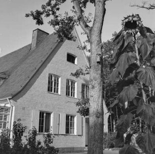 Sonnenblume vor einem Haus mit Fensterläden