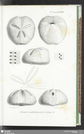 Pl. 898