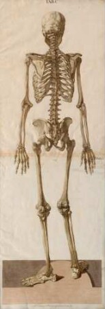 Tabulae Osteologicae Seu Omnium Corporis Humani Perfecti Ossium Imagines Ad Ductum Naturae Tam Sigillatim Quam In Ordinaria Connexione Secundum Habitum Suum Externum Magnitudine Naturali