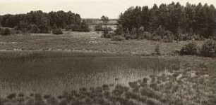 Oberlausitz. Eutricher Teich westlich Königswartha. Verlandungsformation