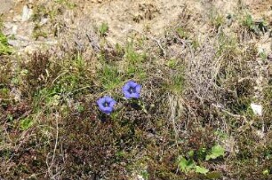 Wandergebiet Penken : Aufgenommen am 26. Mai 2009 im Wandergebiet Penken bei Mayrhofen (Tirol)