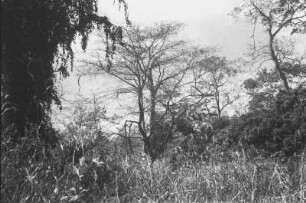Wald am Pindirobach : Savannenlandschaft mit Dschungel