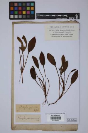 Potamogeton crispus L.