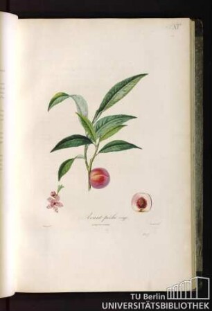 Pl. XV. Avant-pêche rouge.