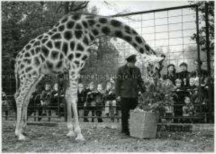 Tierpfleger mit Giraffe im Berliner Zoo