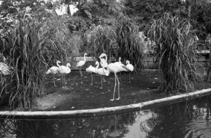Mannheim: Flamingos im Teich