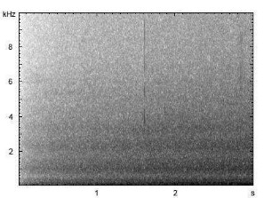 Kleiber | Sitta europaea - Gesang
