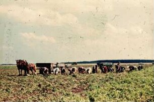 Fotografie: Ernteverfahren, Kartoffel, Kartoffelroder, Handarbeit, Zugtieranspannung
