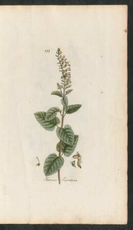 199. Teucrium scorodonia