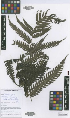 Pteridrys syrmatica (Willd.) C. Chr. & Ching