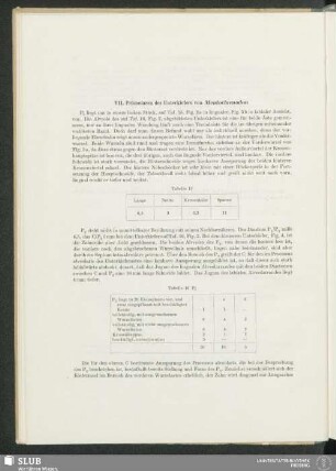 VII. Prämolaren des Unterkiefers von Mentoclaenodon