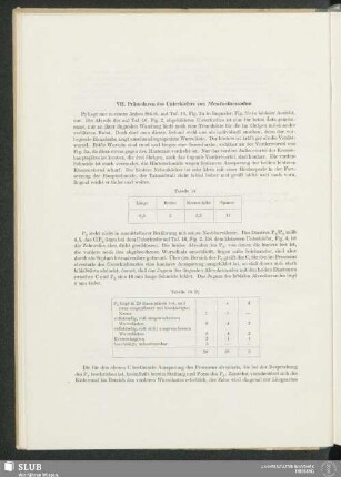 VII. Prämolaren des Unterkiefers von Mentoclaenodon