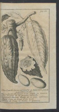 Tafel: 1. Une Cosse de Cacao [...]