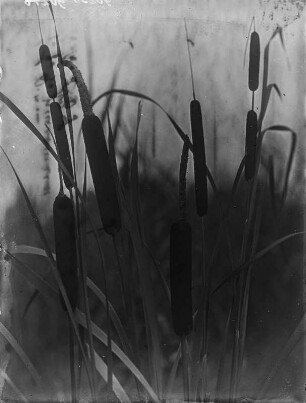 Breitblättriger und Schmalblättriger Rohrkolben : Königswartha, Breitblättriger (Typha latifolia Linnaeus) und Schmalblättriger Rohrkolben (Typha angustifolia Linnaeus).