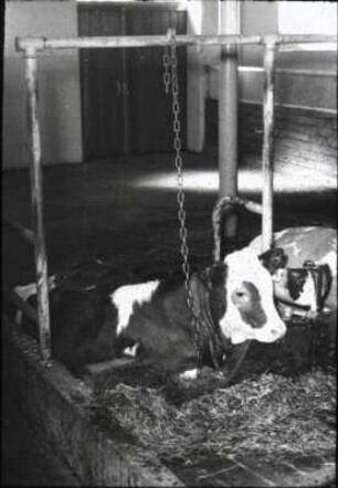 Rinderstall; Mustergut Heinrich R. Thiel, Raucherberg bei Weilheim