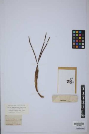 Geonoma simplicifrons Willd.