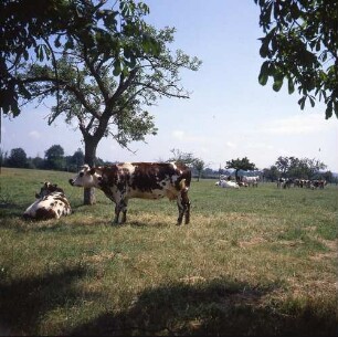 Frankreich. Pays d'Auge, eine Landschaft in der Normandie. Blick auf eine Weide mit Kühen