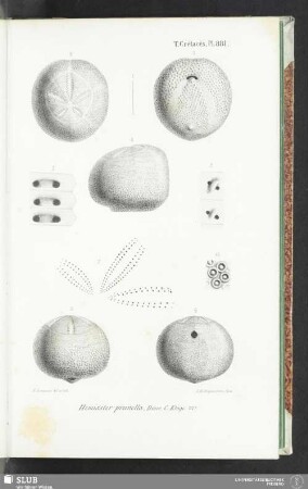 Pl. 881