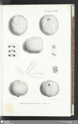 Pl. 881