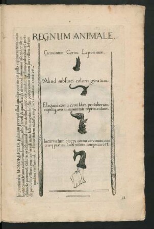Regnum Animale
