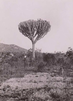Iringa, Kandelaber-Euphorbie : Tanganyika Territory (heute: Tansania), Iringa, Kandelaber-Euphorbie im mittleren Hochland, 1936
