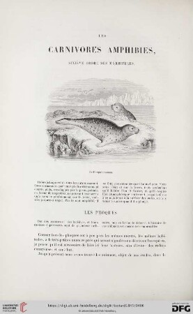 Les carnivores amphibies, sixième ordre des mammifères