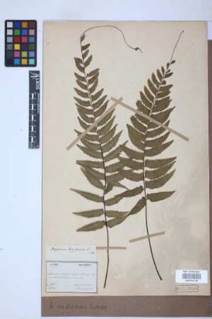 Asplenium radicans