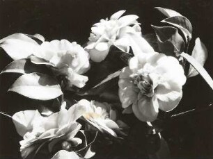 Kamelie (Camellia japonica)