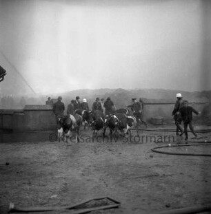 Gut Altfresenburg: Brand des Bullenstalls: Gutsarbeiter und Feuerwehrleute beim Treiben von jungen Mastbullen durch Mauerdurchlass: vorn Wasserschläuche: hinten Mauer, Heuhaufen, Wasserstrahl: Rauchschwaden: 23.08.1971