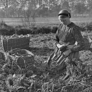 Spreewald um 1940. Junge Frau in Spreewälder Alltagstracht bei der Ernte von Mohrrüben und Meerrettich. : Błóta wokoło 1940. Młoda žona w Błótowskej wšědnej drasće při žnjach morcheje a chrěna.