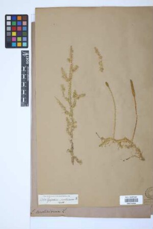 Pseudolycopodiella serpentina (Kze.) Holub