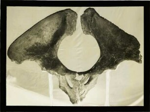 Elephas antiquus