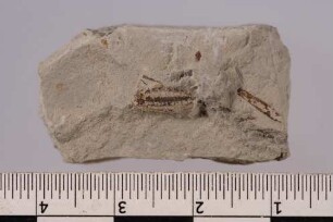 Zweiflügler (Diptera)