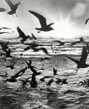 Möwen am Meer im Gegenlicht