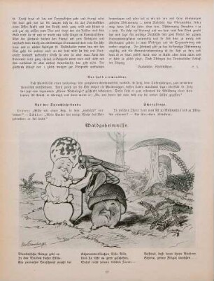 "Waldgeheimnisse"