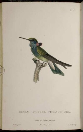Pl. 1. Oiseau-Mouche Pétasophore [bis] Pl. 11 Oiseau-Mouche à Oreilles D' Azur