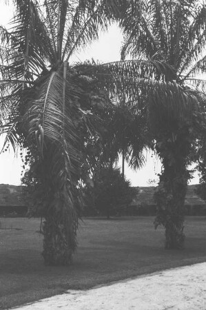Palmen mit Epiphyten : Palmen mit parasitärem Bewuchs