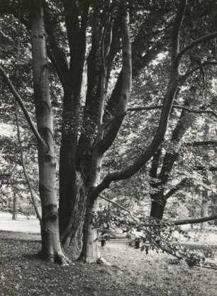 Reichstädt. Schlosspark. Baumgruppe