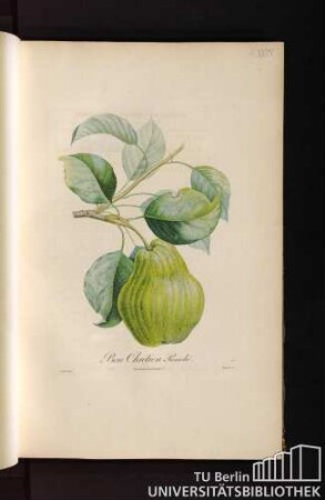 Pl. XXIX. Bon Chrétien Panaché.
