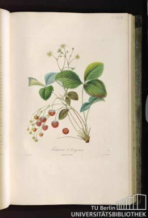 Pl. XLVI. Fraisier de Bargemon.