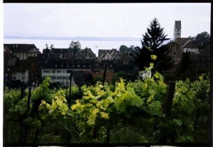 Meersburg: Drostehaus, Aussicht auf Meersburg und See, Vordergrund Wein