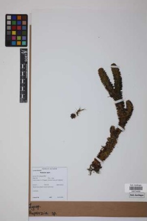 Phlegmariurus