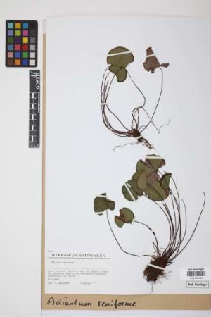 Adiantum reniforme