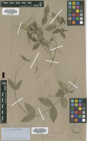 Manettia lygistoides Griseb. [isotype]