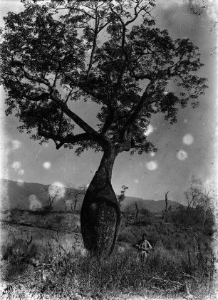 Baum : Mann neben einem Ceiba-Baum (Wollbaumgewächs)