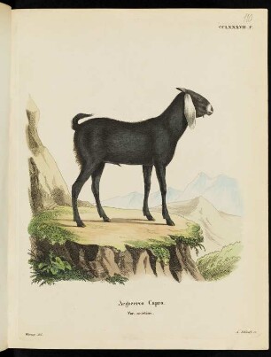 CCLXXXVII. F. Aegoceros Capra. Var. arietina.