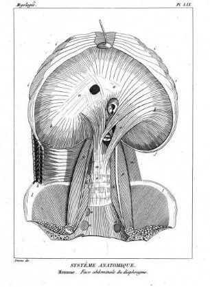 Pl. LIX. Systême Anatomique. Homme. Face abdominale du diaphragme.