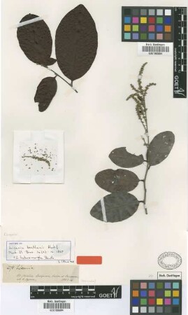 Licania benthamii Hook. f. [isotype]