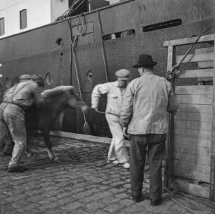 Islandpony am Hafen : Islandpony am Hafen von Reykjavik beim Einschiffen auf das Schiff "Alexandrine"