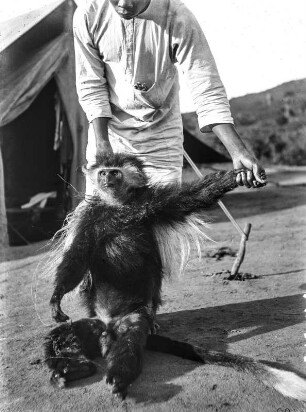 Schwarz-weißer Stummelaffe : Mann mit einem schwarz-weißen Stummelaffen (Colobus).